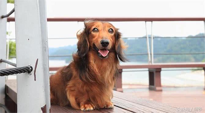 宠物百科:腊肠狗的历史渊源-原来祖宗竟是猎犬