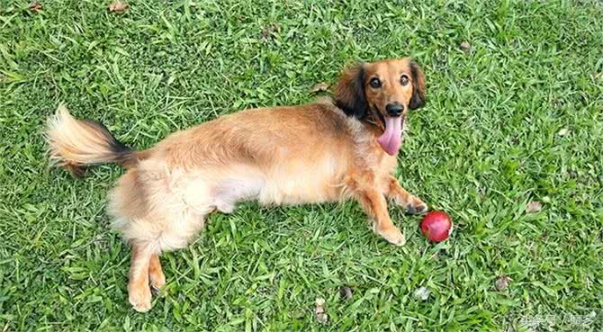 宠物百科:腊肠狗的历史渊源-原来祖宗竟是猎犬