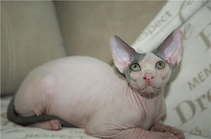 近年来很火爆的无毛猫，该怎么撸?