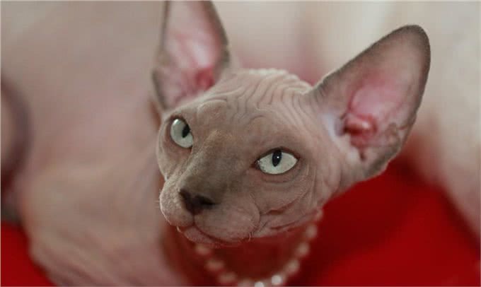 近年来很火爆的无毛猫，该怎么撸?
