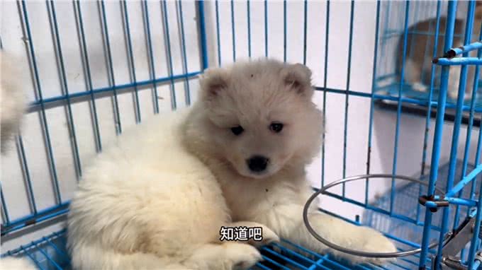 萨摩耶不是小型犬如果家里没有别墅就不要养萨摩耶了—萨摩耶