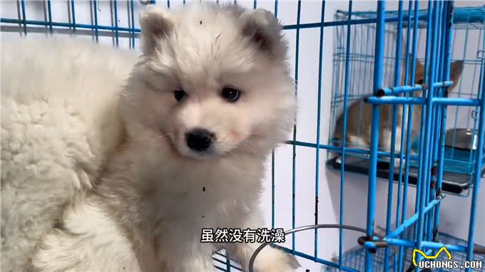 萨摩耶不是小型犬如果家里没有别墅就不要养萨摩耶了—萨摩耶