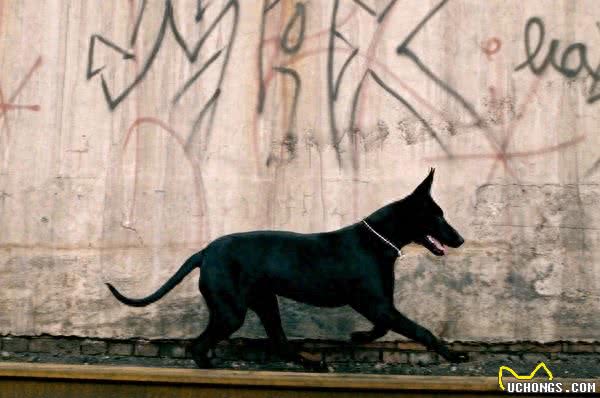 外形优美最贵，一条纯种价值十几万的中国本土黑狼犬