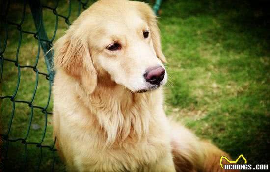 金毛自制犬粮，私人定制的营养食谱喂养事项全分析
