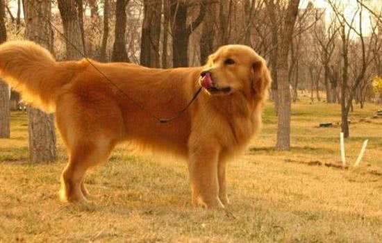 金毛自制犬粮，私人定制的营养食谱喂养事项全分析