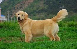 金毛自制犬粮，私人定制的营养食谱喂养事项全分析