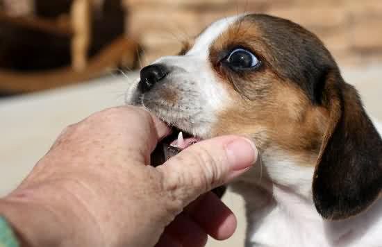 发现幼犬总是咬主人的手!训犬师:是正常的，但不能放任