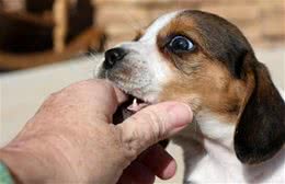 发现幼犬总是咬主人的手!训犬师:是正常的，但不能放任