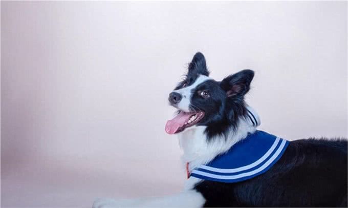 高端犬类解析:边牧犬的优缺点是什么?