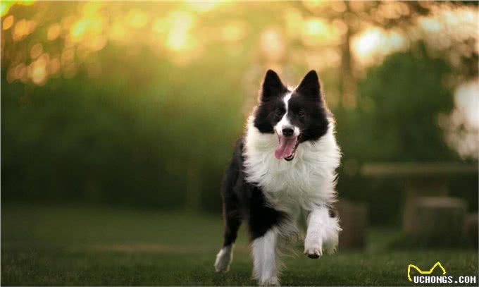 高端犬类解析:边牧犬的优缺点是什么?
