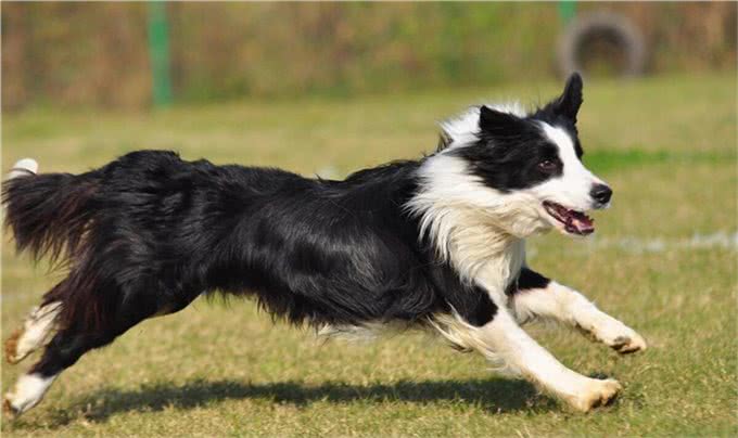 高端犬类解析:边牧犬的优缺点是什么?