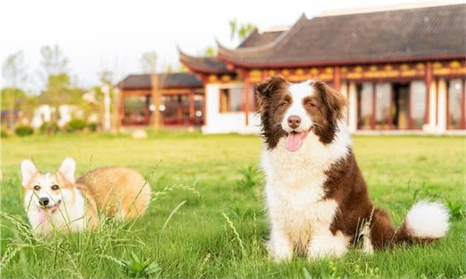 高端犬类解析:边牧犬的优缺点是什么?