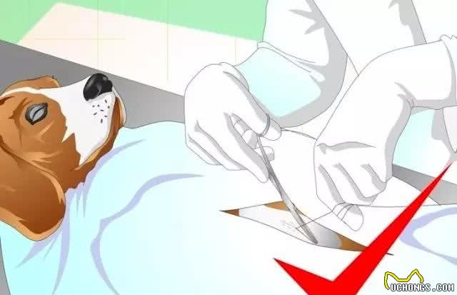 狗狗便秘怎么办?通便小技巧