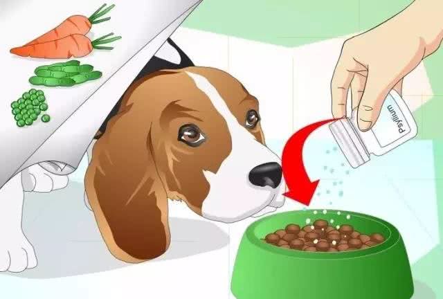 狗狗便秘怎么办?通便小技巧