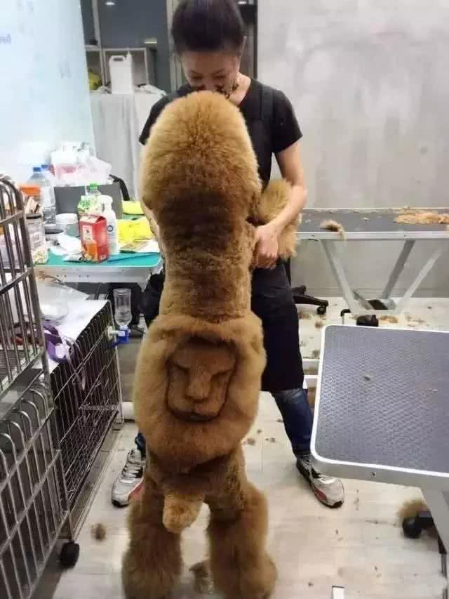 宠物美容小知识你都知道吗?宠物美容使爱宠更具魅力哦