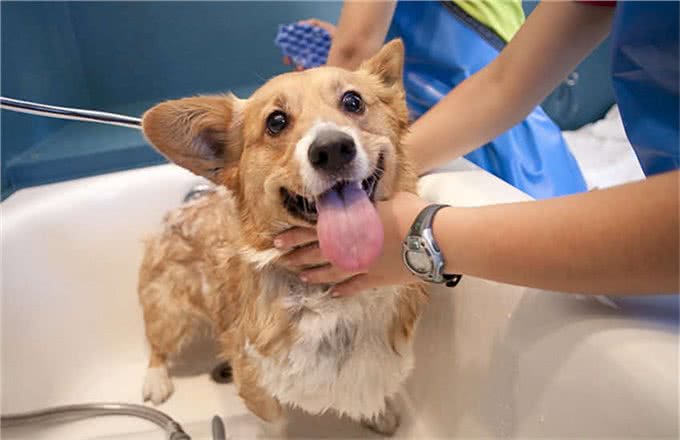 宠物美容小知识你都知道吗?宠物美容使爱宠更具魅力哦