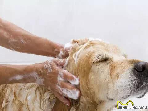 宠物美容小知识你都知道吗?宠物美容使爱宠更具魅力哦
