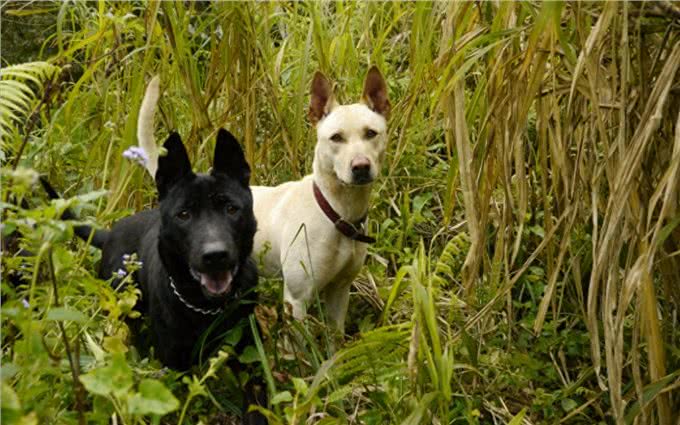 这种土狗被误认为中华田园犬，通过20年努力早已成为新犬种