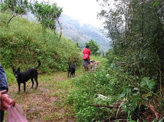 这种土狗被误认为中华田园犬，通过20年努力早已成为新犬种