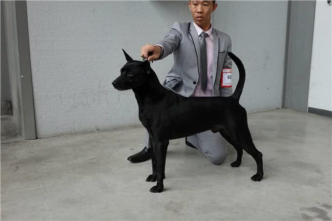 这种土狗被误认为中华田园犬，通过20年努力早已成为新犬种