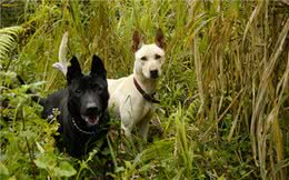 这种土狗被误认为中华田园犬，通过20年努力早已成为新犬种