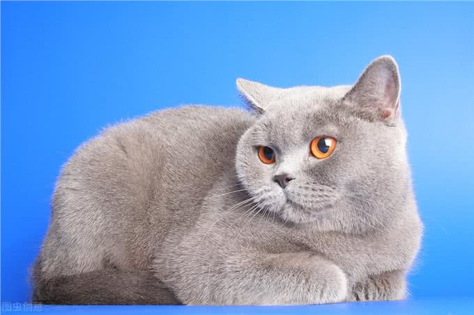 英国短毛猫有哪些?这些特性你知道吗?