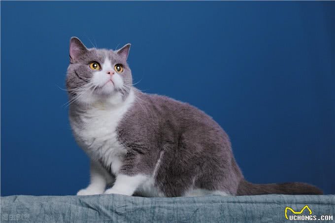 英国短毛猫有哪些?这些特性你知道吗?