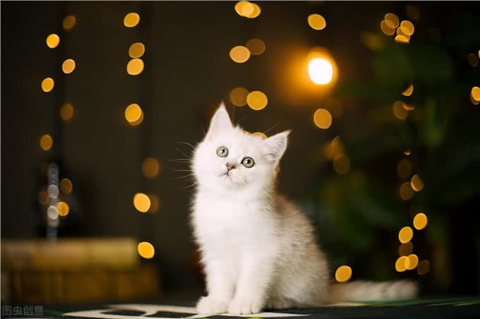 英国短毛猫有哪些?这些特性你知道吗?