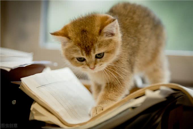 英国短毛猫有哪些?这些特性你知道吗?