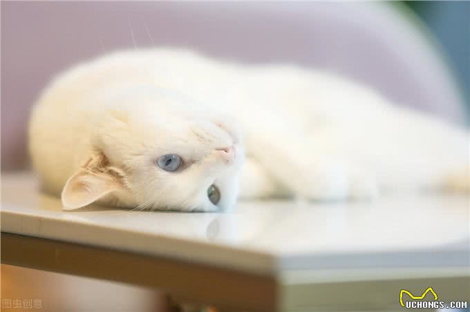 英国短毛猫有哪些?这些特性你知道吗?