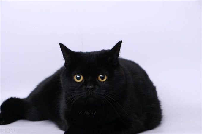 英国短毛猫有哪些?这些特性你知道吗?