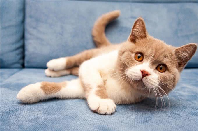 英国短毛猫有哪些?这些特性你知道吗?