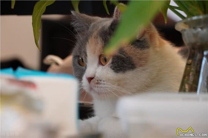 英国短毛猫有哪些?这些特性你知道吗?