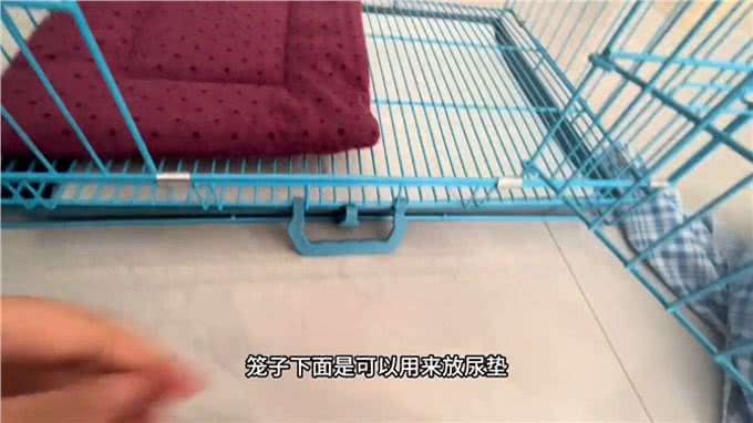 如何教幼宠定点上厕所1.0比熊是智商比较低的狗狗了