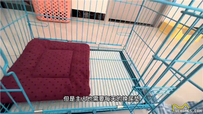 如何教幼宠定点上厕所1.0比熊是智商比较低的狗狗了