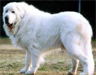 比高加索犬还要大，世界最有力量的大白熊可碾压藏獒