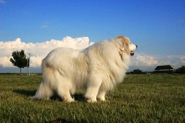 比高加索犬还要大，世界最有力量的大白熊可碾压藏獒