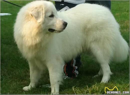 比高加索犬还要大，世界最有力量的大白熊可碾压藏獒