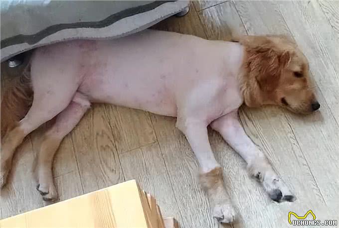 狗狗剃完毛后不开心?夏天到底该不该给狗剃毛?