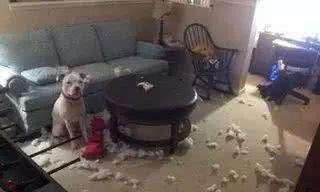 狗狗独自在家总捣乱，怎么办!