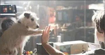狗狗独自在家总捣乱，怎么办!
