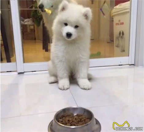 萨摩耶吃什么狗粮性价比高