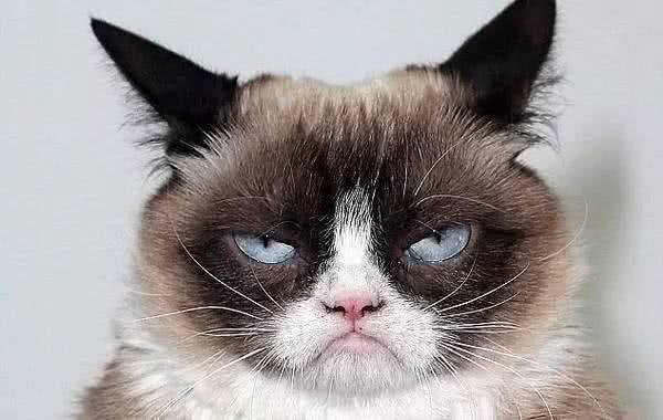你的猫砂买对了吗?猫砂该怎么买?这里有份史上最全猫砂指南