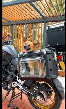 主人带着狗狗一起摩旅去拉萨，还给它打造了专属边箱，太有爱了吧