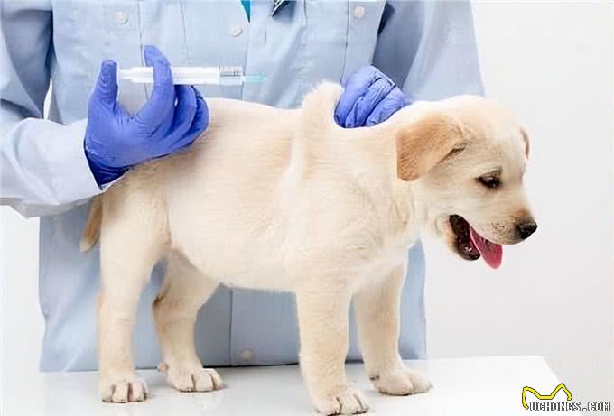 幼犬刚到家该如何饲养?掌握这6点，养好狗狗并不难