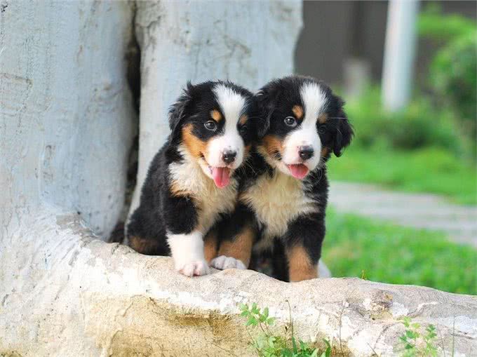 什么狗和孩子最配?