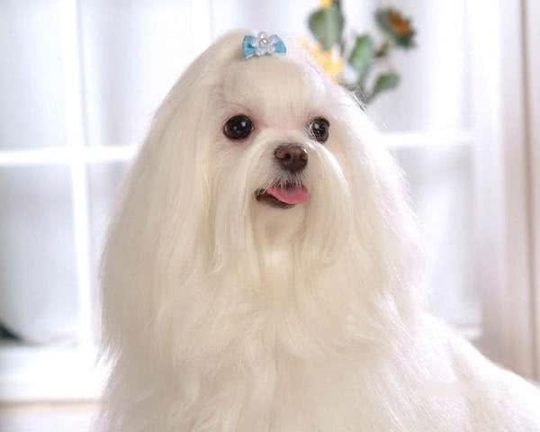 什么狗和孩子最配?