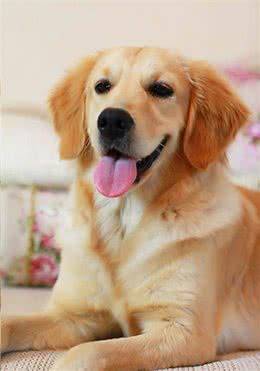 什么狗和孩子最配?