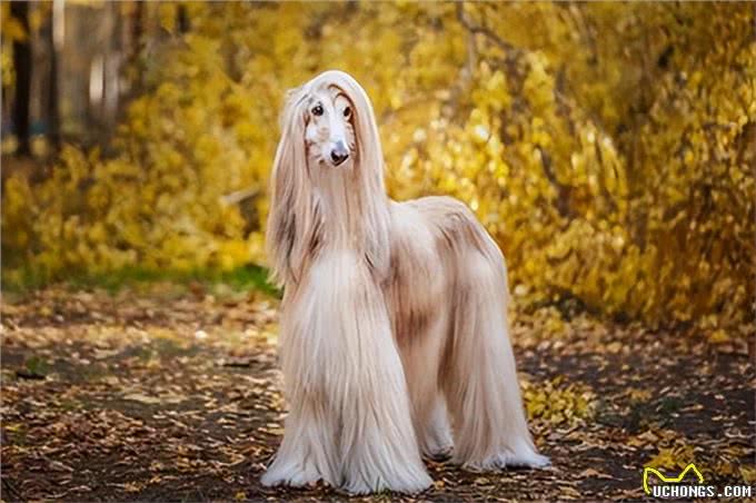 揭秘!长鼻子、长脸的犬种大公开，快来看看它们的特点吧!
