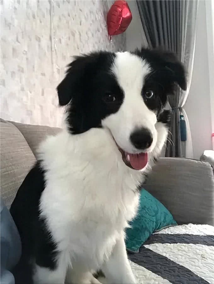 牧羊犬怎么训练睡觉?为什么要让其有足够的睡眠?